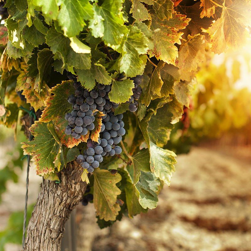 Vineyards at sunset